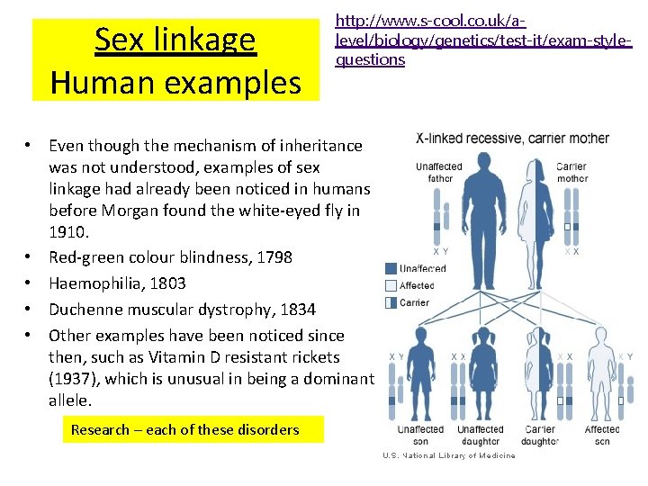 Sex linkage Human examples http: //www. s-cool. co. uk/alevel/biology/genetics/test-it/exam-stylequestions • Even though the mechanism