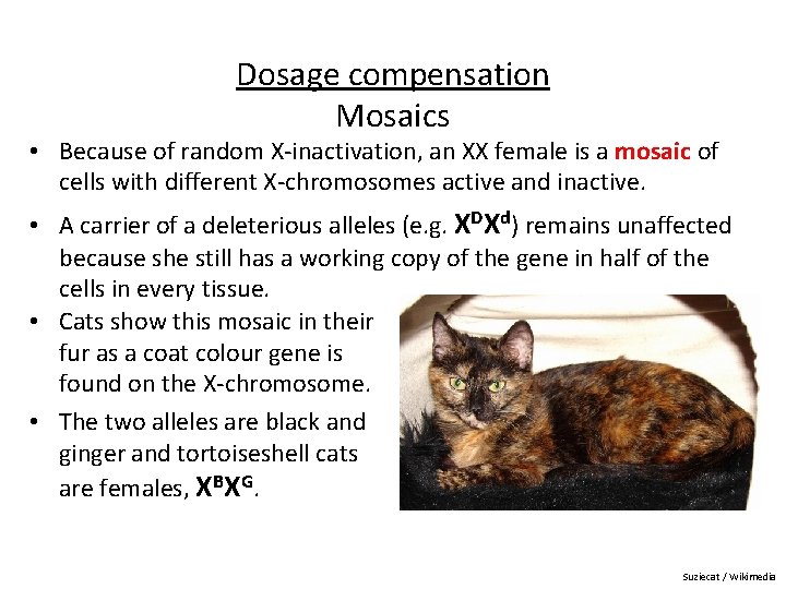 Dosage compensation Mosaics • Because of random X-inactivation, an XX female is a mosaic