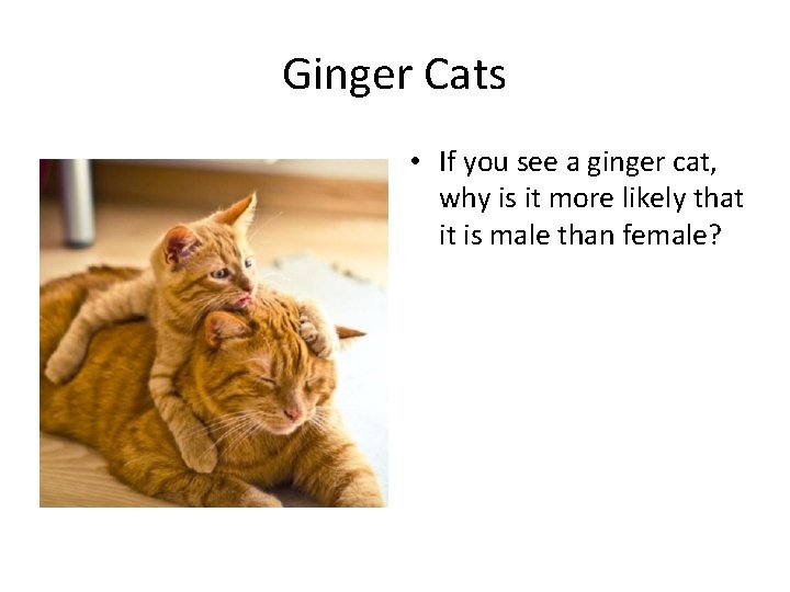 Ginger Cats • If you see a ginger cat, why is it more likely