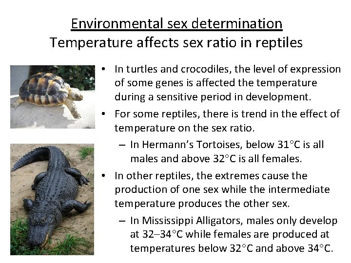 Environmental sex determination Temperature affects sex ratio in reptiles • In turtles and crocodiles,