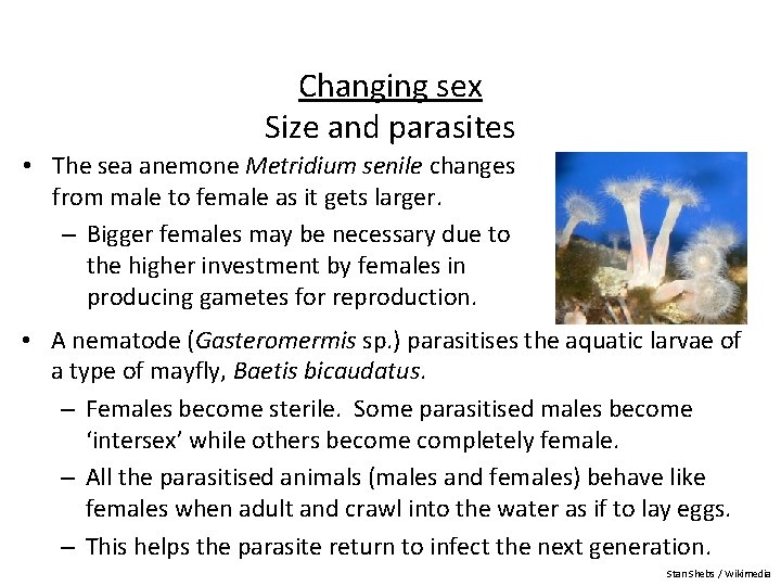 Changing sex Size and parasites • The sea anemone Metridium senile changes from male