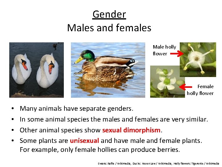 Gender Males and females Male holly flower Female holly flower • • Many animals