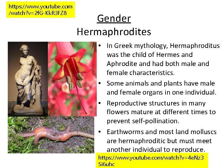 https: //www. youtube. com /watch? v=2 f. G-Kk. R 3 FZ 8 Gender Hermaphrodites
