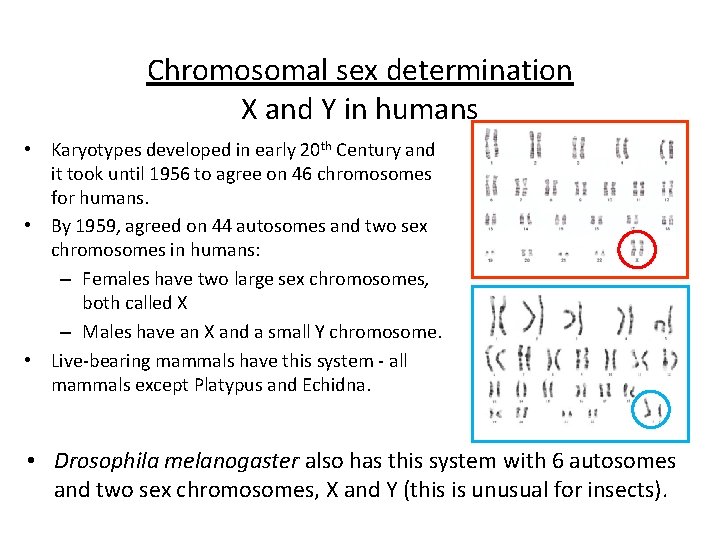 Chromosomal sex determination X and Y in humans • Karyotypes developed in early 20