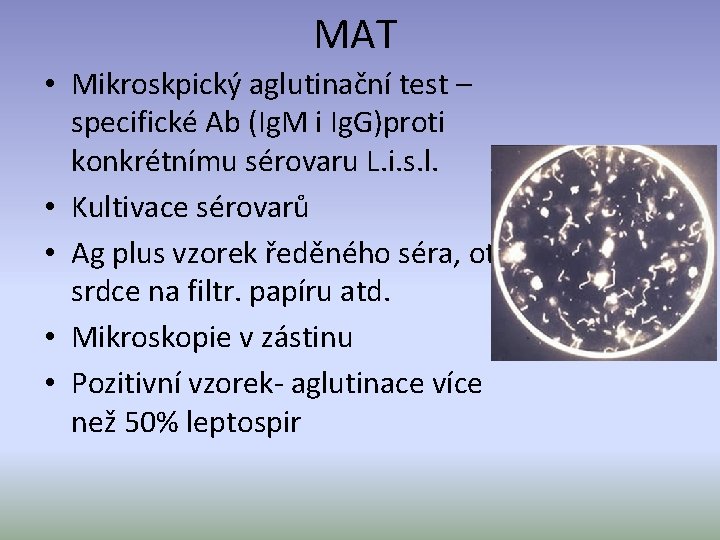 MAT • Mikroskpický aglutinační test – specifické Ab (Ig. M i Ig. G)proti konkrétnímu