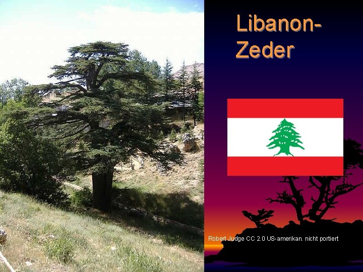 Libanon. Zeder Robert Judge CC 2. 0 US-amerikan. nicht portiert 