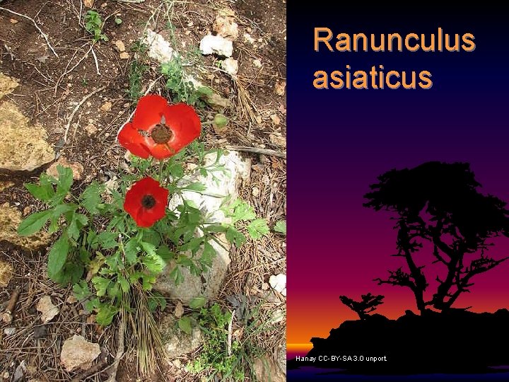 Ranunculus asiaticus Hanay CC-BY-SA 3. 0 unport. 