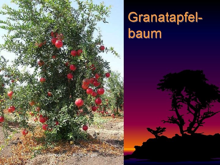 Granatapfelbaum Amnon S CC-BY-SA 2. 0 gen. 