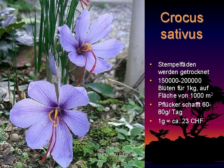 Crocus sativus • Stempelfäden werden getrocknet • 150000 -200000 Blüten für 1 kg, auf