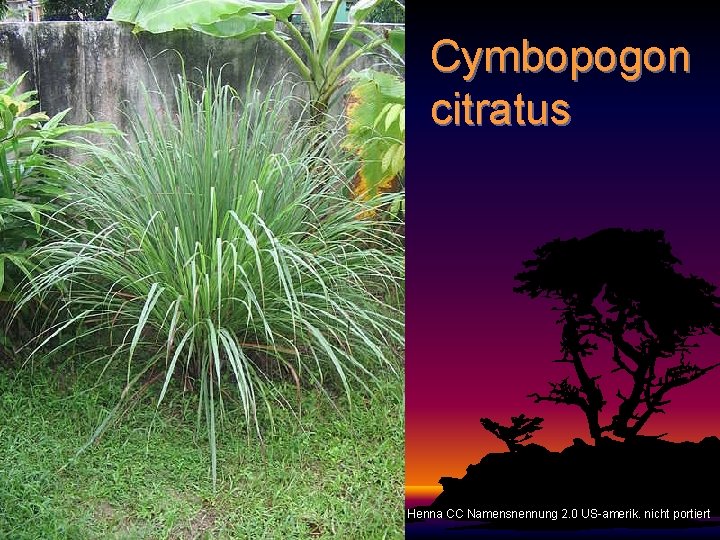 Cymbopogon citratus Henna CC Namensnennung 2. 0 US-amerik. nicht portiert 