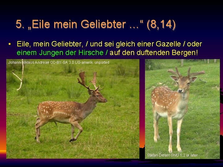 5. „Eile mein Geliebter …“ (8, 14) • Eile, mein Geliebter, / und sei