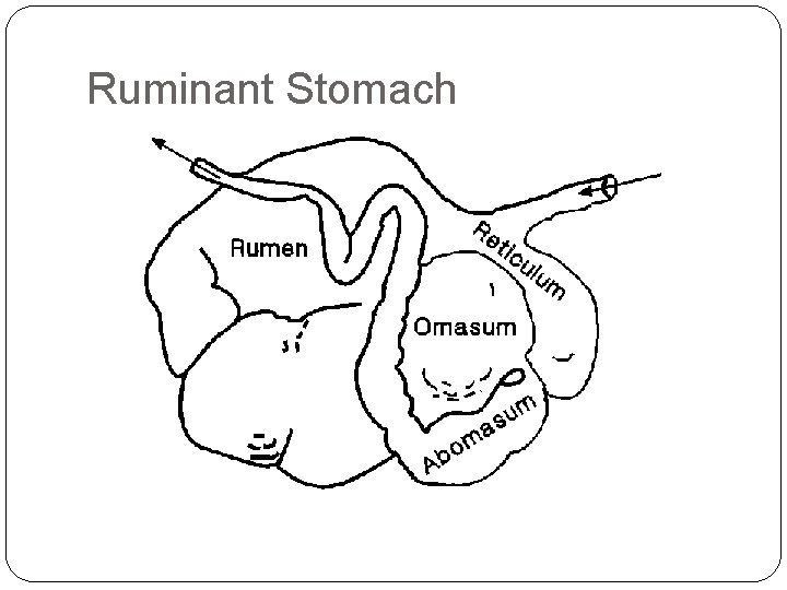 Ruminant Stomach 