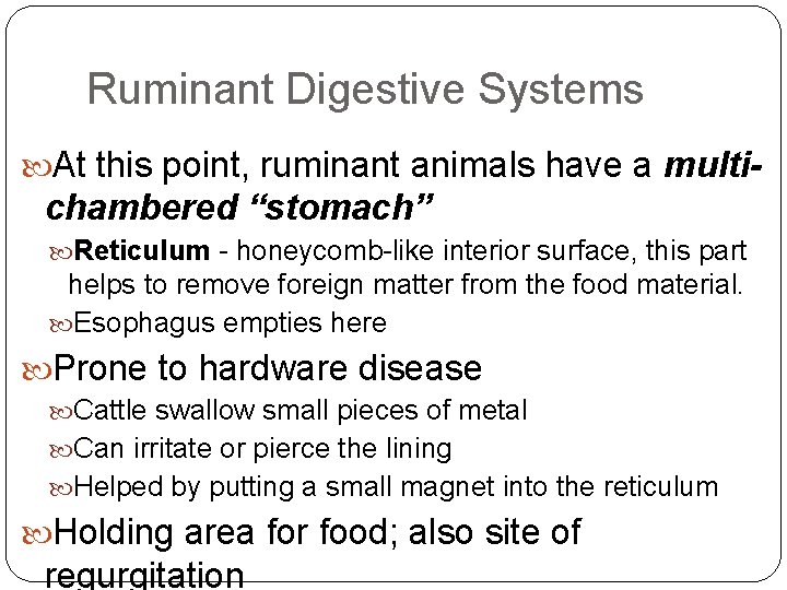 Ruminant Digestive Systems At this point, ruminant animals have a multi- chambered “stomach” Reticulum