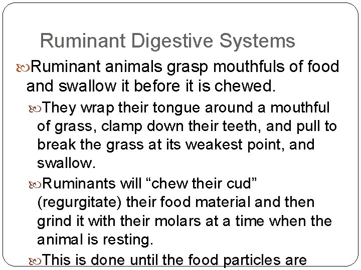 Ruminant Digestive Systems Ruminant animals grasp mouthfuls of food and swallow it before it