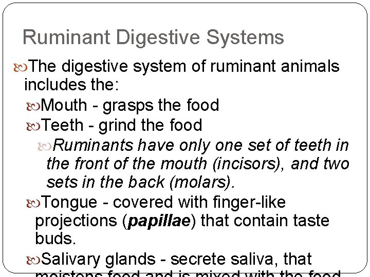 Ruminant Digestive Systems The digestive system of ruminant animals includes the: Mouth - grasps