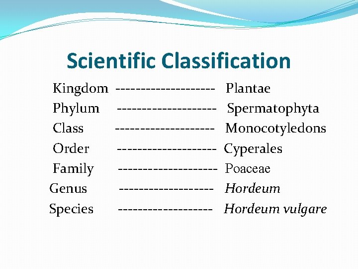 Scientific Classification Kingdom ---------- Plantae Phylum ---------- Spermatophyta Class ---------- Monocotyledons Order ---------- Cyperales