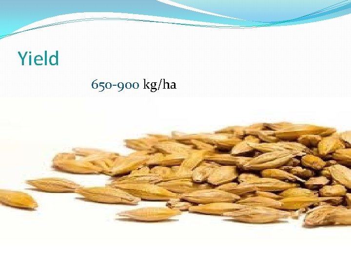 Yield 650 -900 kg/ha 