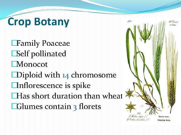 Crop Botany �Family Poaceae �Self pollinated �Monocot �Diploid with 14 chromosome �Inflorescence is spike