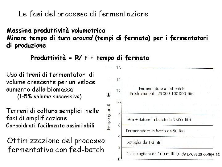 Le fasi del processo di fermentazione Massima produttività volumetrica Minore tempo di turn around