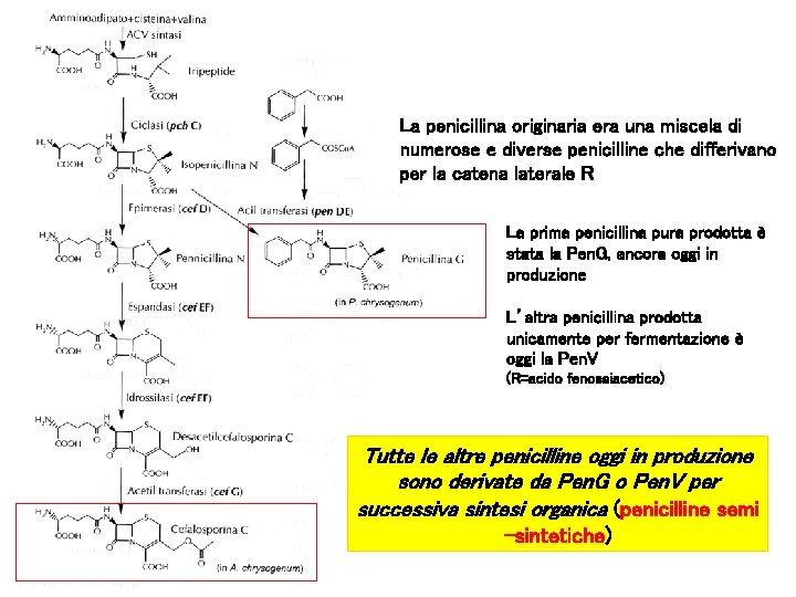 La penicillina originaria era una miscela di numerose e diverse penicilline che differivano per