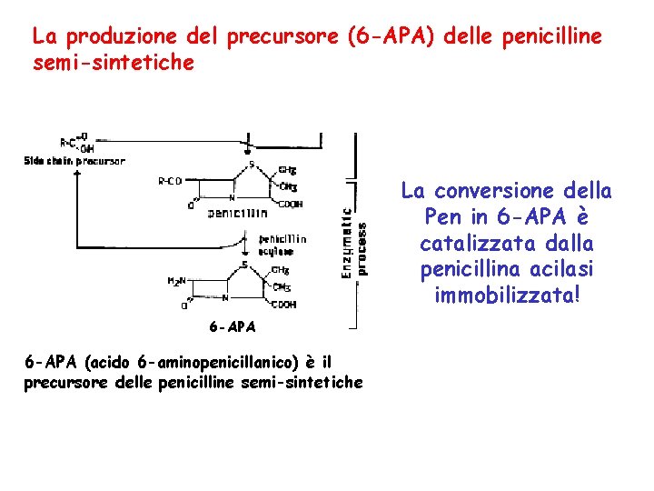 La produzione del precursore (6 -APA) delle penicilline semi-sintetiche La conversione della Pen in