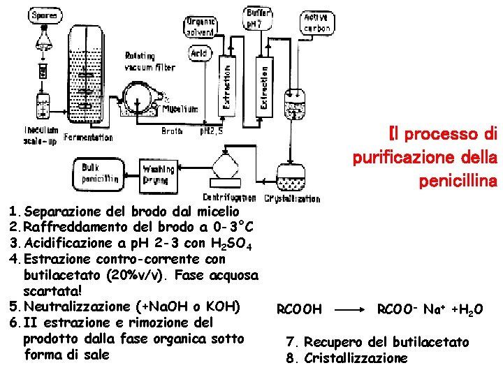 Il processo di purificazione della penicillina 1. Separazione del brodo dal micelio 2. Raffreddamento