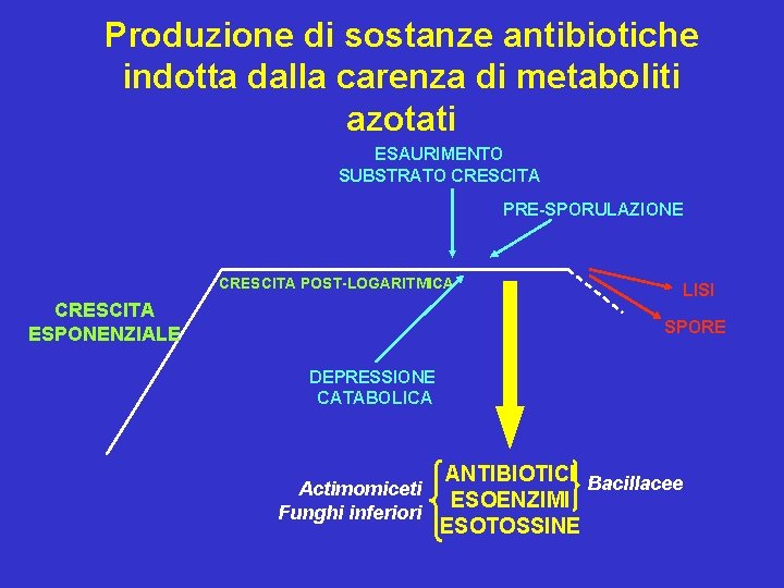 Produzione di sostanze antibiotiche indotta dalla carenza di metaboliti azotati ESAURIMENTO SUBSTRATO CRESCITA PRE-SPORULAZIONE