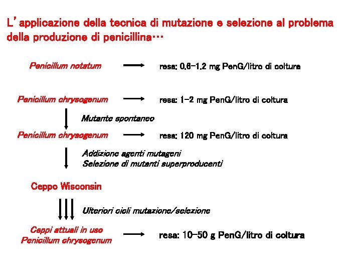 L’applicazione della tecnica di mutazione e selezione al problema della produzione di penicillina… Penicillum