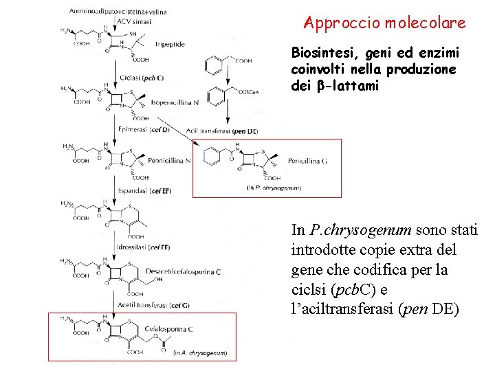 Approccio molecolare Biosintesi, geni ed enzimi coinvolti nella produzione dei -lattami In P. chrysogenum