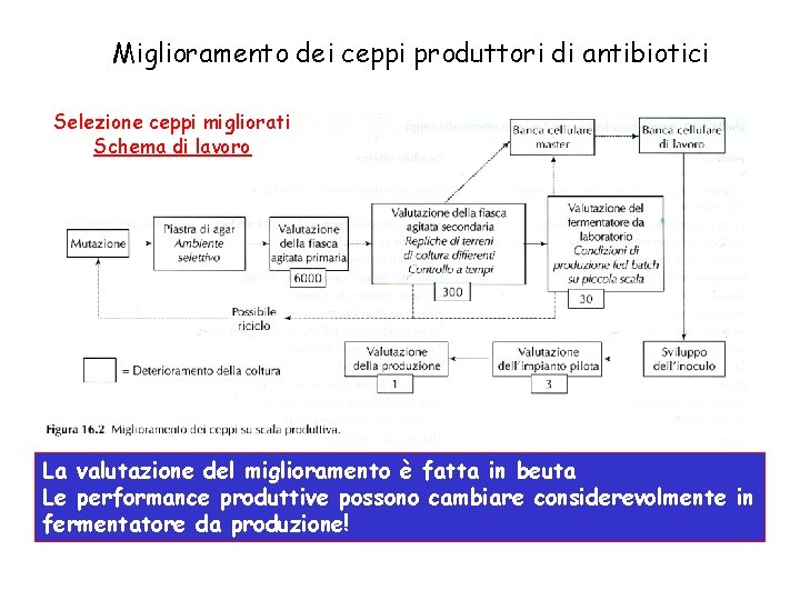 Miglioramento dei ceppi produttori di antibiotici Selezione ceppi migliorati Schema di lavoro La valutazione