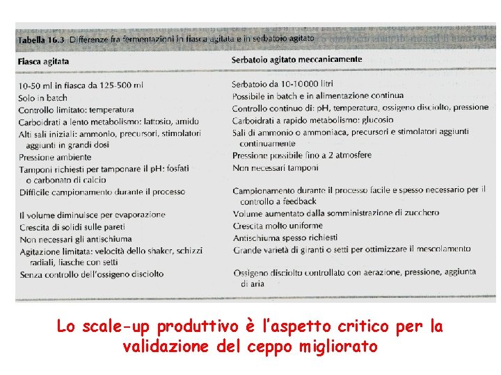 Lo scale-up produttivo è l’aspetto critico per la validazione del ceppo migliorato 