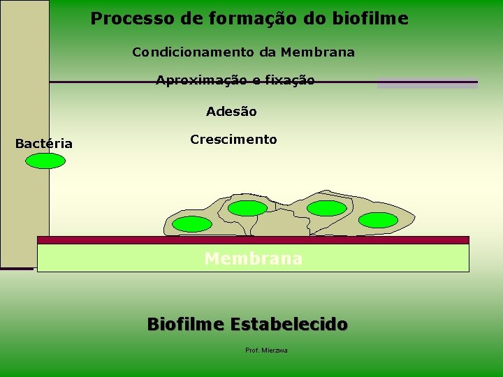 Processo de formação do biofilme Condicionamento da Membrana Aproximação e fixação Adesão Bactéria Crescimento