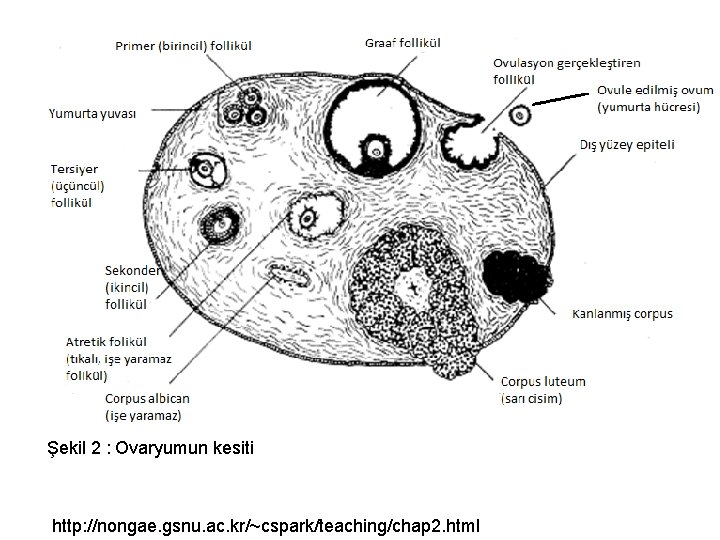 Şekil 2 : Ovaryumun kesiti http: //nongae. gsnu. ac. kr/~cspark/teaching/chap 2. html 