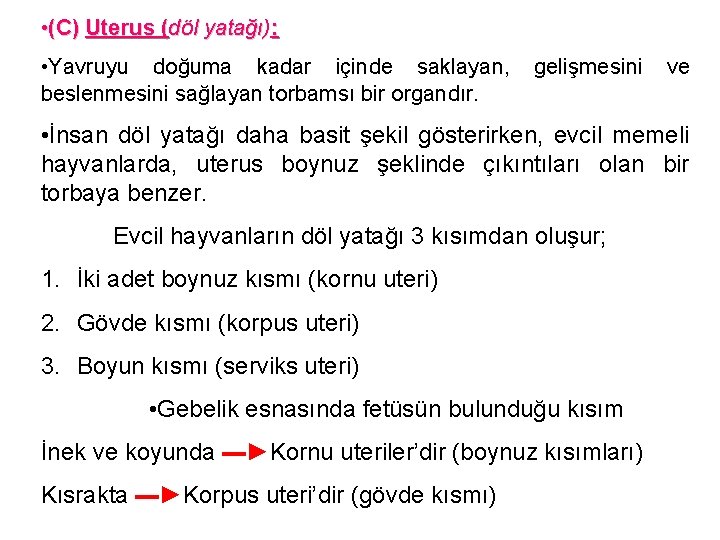  • (C) Uterus (döl yatağı): • Yavruyu doğuma kadar içinde saklayan, beslenmesini sağlayan