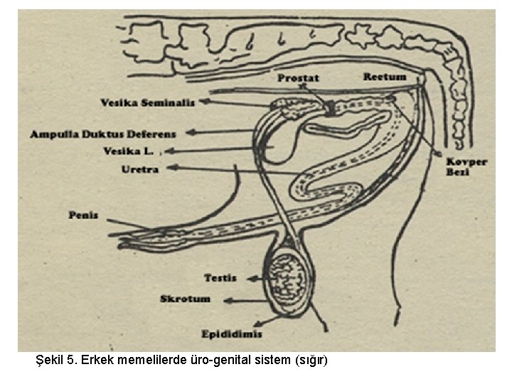 Şekil 5. Erkek memelilerde üro-genital sistem (sığır) 