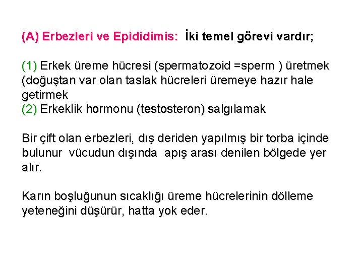 (A) Erbezleri ve Epididimis: İki temel görevi vardır; (1) Erkek üreme hücresi (spermatozoid =sperm
