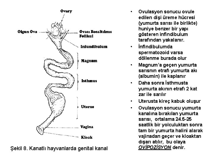  • • • Şekil 8. Kanatlı hayvanlarda genital kanal Ovulasyon sonucu ovule edilen