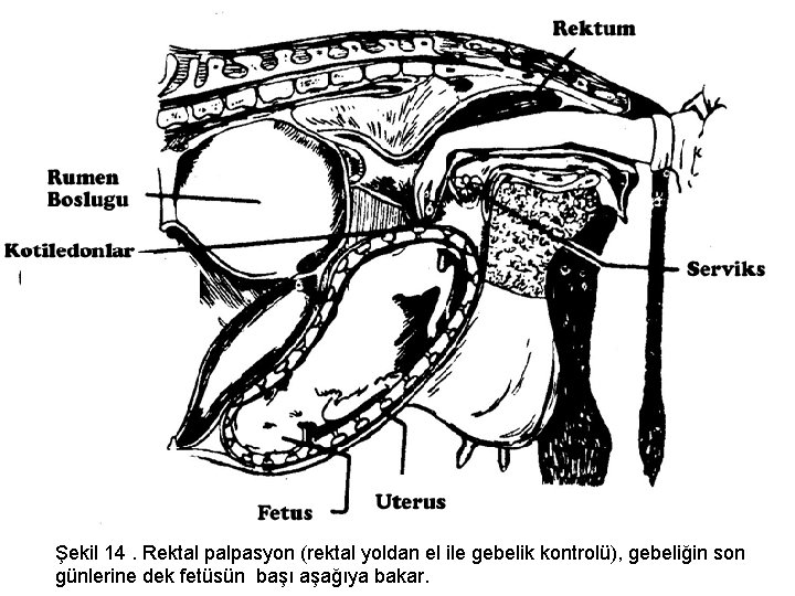 Şekil 14. Rektal palpasyon (rektal yoldan el ile gebelik kontrolü), gebeliğin son günlerine dek