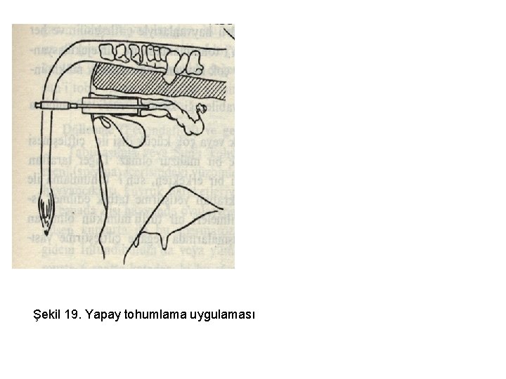 Şekil 19. Yapay tohumlama uygulaması 