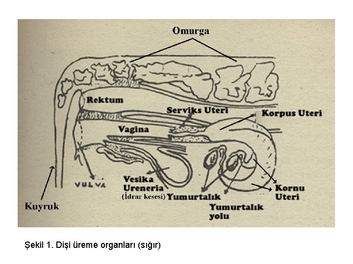 Şekil 1. Dişi üreme organları (sığır) 
