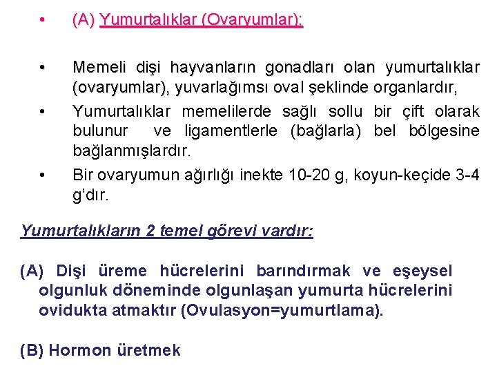  • (A) Yumurtalıklar (Ovaryumlar): • Memeli dişi hayvanların gonadları olan yumurtalıklar (ovaryumlar), yuvarlağımsı