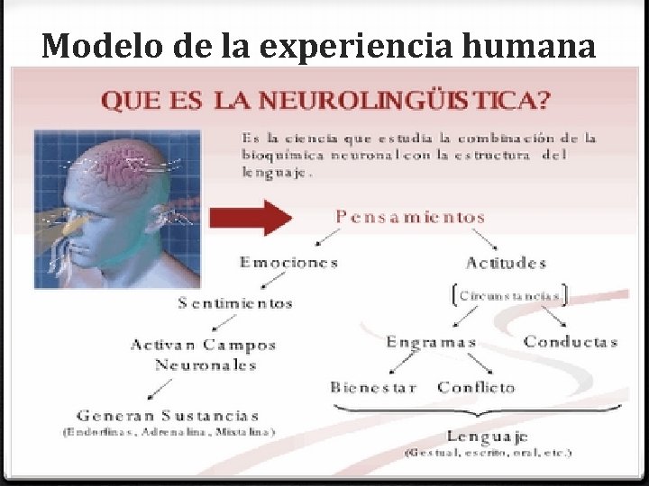 Modelo de la experiencia humana 