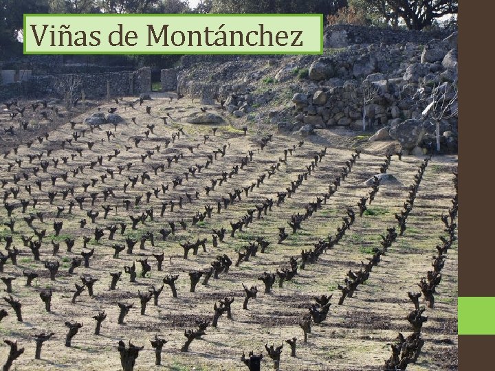 Viñas de Montánchez 