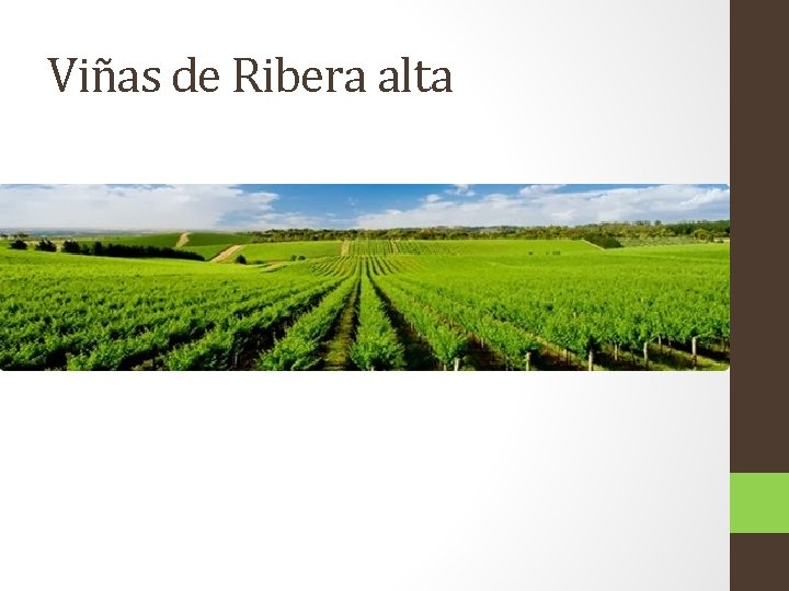 Viñas de Ribera alta 