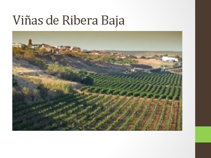 Viñas de Ribera Baja 