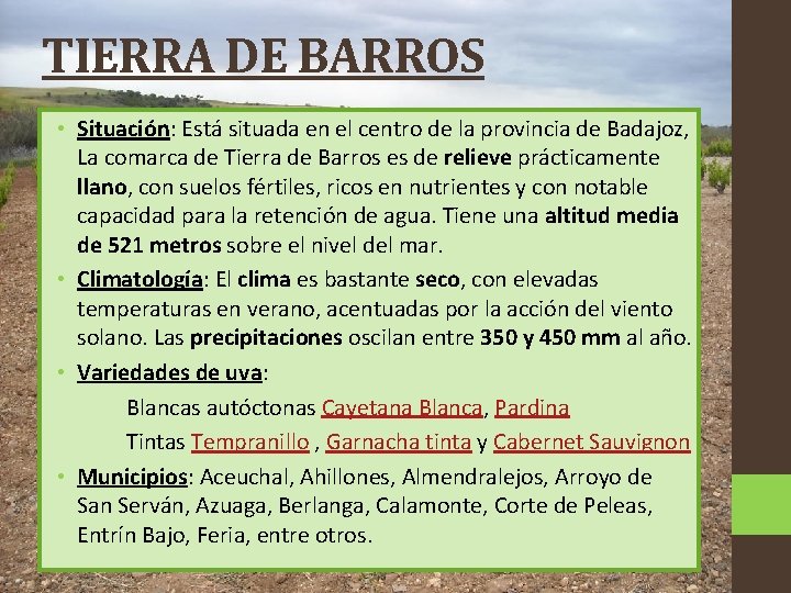 TIERRA DE BARROS • Situación: Está situada en el centro de la provincia de