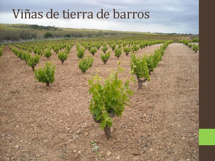 Viñas de tierra de barros 