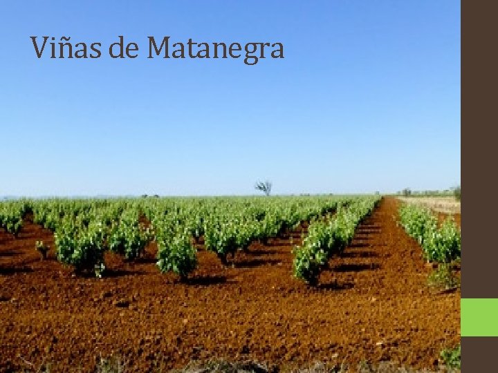 Viñas de Matanegra 