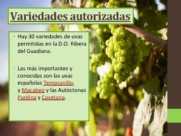 Variedades autorizadas • Hay 30 variedades de uvas permitidas en la D. O. Ribera