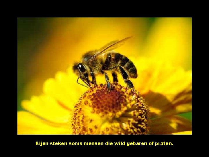 Bijen steken soms mensen die wild gebaren of praten. 
